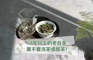 老白茶的陈味是否和熟普有相似之处？是否需要洗茶或醒茶？