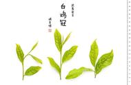 乌龙茶的魅力：基本茶类的深度剖析