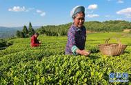 夏茶采摘季，忙碌的身影为茶叶增添生机