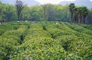 清明节，品味西湖龙井茶的绿色生活