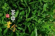 黄茶之美：茶道中的艺术与科学