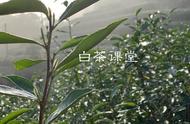 白茶的四季之梦：春茶的理想，夏茶的现实