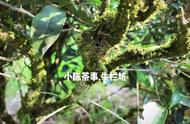 武夷岩茶坑、涧、窠、岩的山场真相：全面解读！