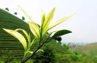 青茶、绿茶、红茶：它们是同一类茶吗？揭秘青茶的3大特点