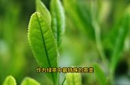 六安瓜片：绿茶中的品质保证