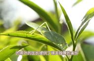 六安瓜片：茶叶中的神奇传说