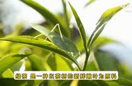 绿茶：健康的绿色生活方式