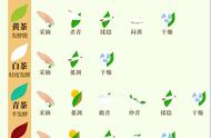 茶叶入门百科全书：最全面的知识点汇总（实用！建议收藏）