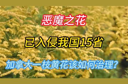 恶魔之花扩散15省，如何应对加拿大一枝黄花的挑战？