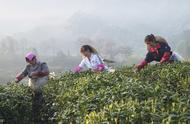 祁门红茶：一杯茶，一段传奇