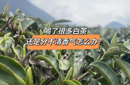 简单几步，轻松掌握白茶的香气感受之道