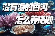 无海香河，珊瑚养殖的新视角