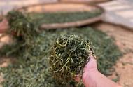 散茶与饼茶，哪种普洱茶更具风味？