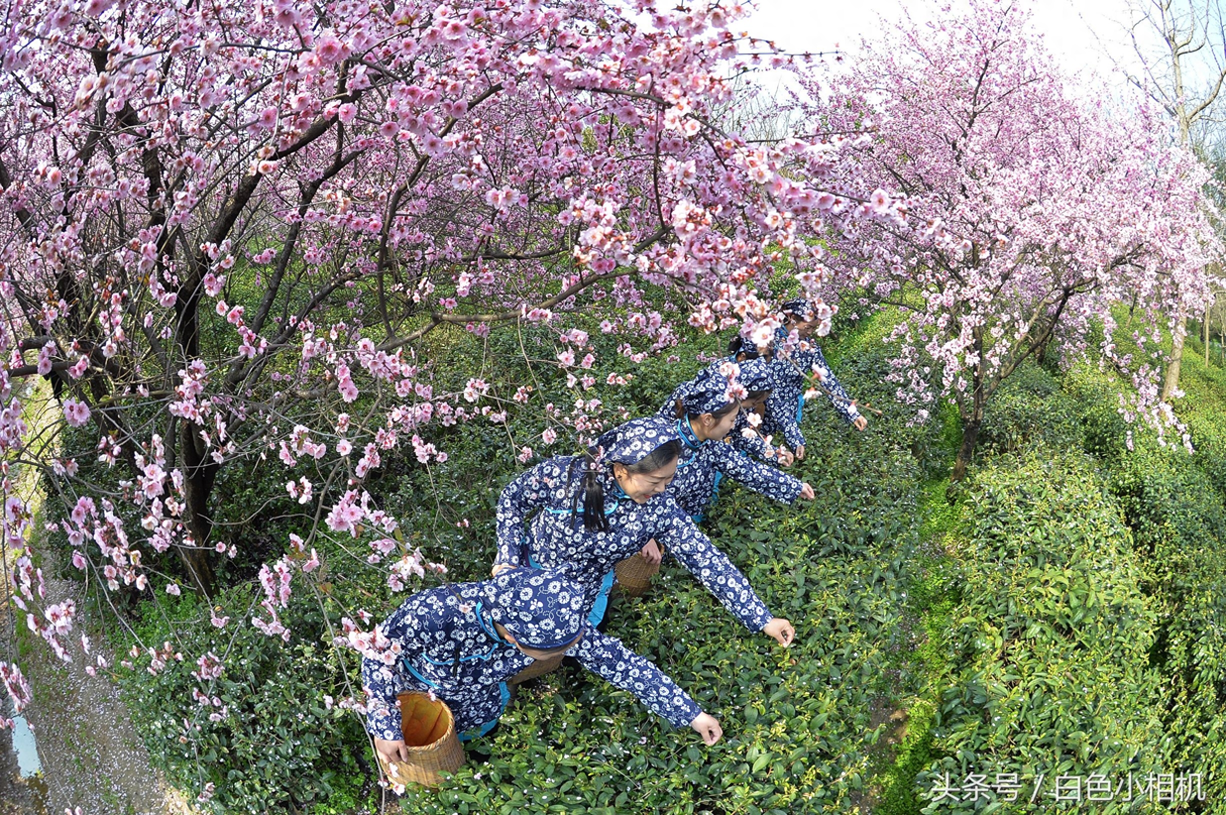 留香数十载 头锅钟山雨花茶开炒